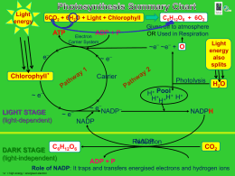 Photosynthesis Summary Chart