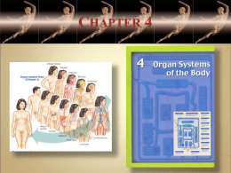 Chapter 4--Organ Systems - USA-AP