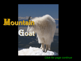 攀岩高手~山羊(Mountain Goat)