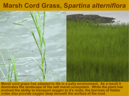 Marsh Cord Grass, Spartina alterniflora