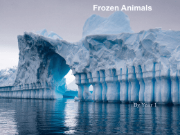 Frozen Animalsx - Amazon Web Services