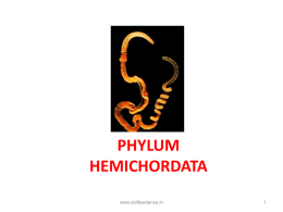 PHYLUM HEMICHORDATA