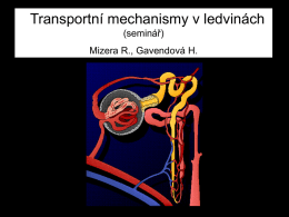 Transportní mechanismy v ledvinách