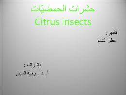 حشرات الحمضيّات citrus insects