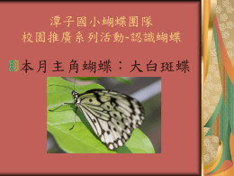 大白斑蝶的蛹