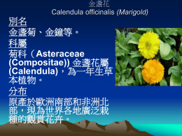 栽種金盞花 (Marigold, Calendula officinalis)