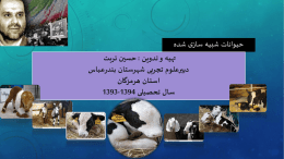 دومین گوساله شبیه سازی شده ایران به نام “تامینا”