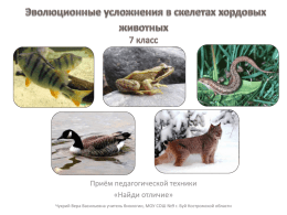 скелеты хордовых - Образование Костромской области