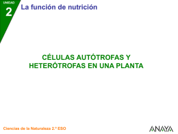 Células autótrofas y heterótrofas en una planta