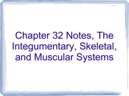 Chapter 32 Notes, The Integumentary, Skeletal, and Muscular