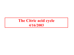 The Citric acid cycle 4/16/2003 The Citric acid cycle It is called the Krebs cycle or the tricarboxylic and is the “hub” of.