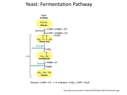 Yeast: Fermentation Pathway  http://fig.cox.miami.edu/~cmallery/255/255atp/mcb8.5.fermentation.jpg E. Coli: Lycopene Synthesis Pathway  http://www.microbialcellfactories.com/content/5/1/20/figure/F3 Our pathways in the greater context:  http://www.colby.edu/chemistry/BC368/meta bolism.jpg.