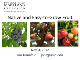 Native and Easy-to-Grow Fruit  Nov. 4, 2012 Jon Traunfeld jont@umd.edu How do fruit plants compare to tomato plants? • Perennials that require 12-month attention •
