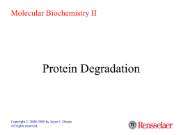 Molecular Biochemistry II  Protein Degradation  Copyright © 2000-2008 by Joyce J. Diwan. All rights reserved.