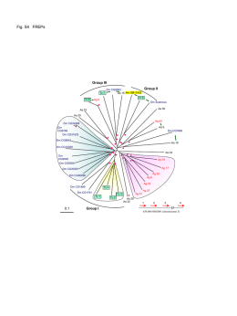 Fig. S4 FREPs  Group III Tc 7 Tc 6  Group II  Dm CG9593 Aa 15 Am GB11902 Tc 5  Ag 9  Dm Scabrous Aa 36  Aa 22 Aa 20  Ag 63  Dm CG32496  Aa 9  Dm CG6788 Dm.