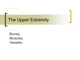 The Upper Extremity Bones, Muscles, Vessels, Bones     30 bones!!!! Appendicular skeleton Pectoral girdle     Allows for mobility     Glenoid cavity Attachments  Upper extremity:   Arm     Forearm     Radius, ulna (interosseous membrane)  Hand     humerus  Carpals, metacarpals, phalanges  Review bones and landmarks studied in lab!!!