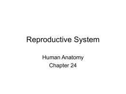 Reproductive System Human Anatomy Chapter 24 •  The reproductive system becomes active after puberty.