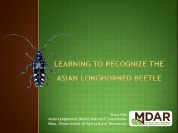 Stacy Kilb Asian Longhorned Beetle Outreach Coordinator Mass. Department of Agricultural Resources.