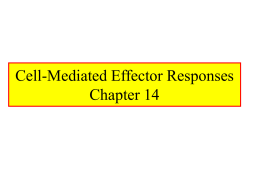 Cell-Mediated Effector Responses Chapter 14 Cell Mediated Immune Responses • Primary Function Of Cell Mediated Response – Eliminate Intracellular Pathogens – Eliminate Tumor Cells  •