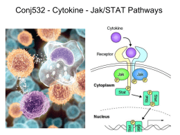 Conj532 - Cytokine - Jak/STAT Pathways T-helper cell subsets and cytokine profiles  Th1, Th2 and Th17 cells are a separate lineage.