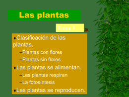Las plantas Tema 3 Clasificación  de las  plantas. –Plantas con flores –Plantas sin flores Las  plantas se alimentan.  –Las plantas respiran –La fotosíntesis Las  plantas se reproducen.