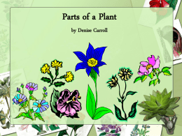 Parts of a Plant by Denise Carroll Living Things • All living things grow and change. • All living things need food, water, and.