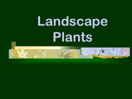 Landscape Plants Objectives List & describe the 6 shapes of trees.  List & describe the 7 shapes of shrubs.  Describe the factors that are important.