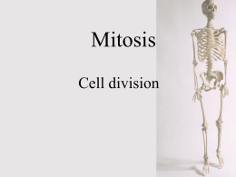 Mitosis Cell division Cell division All complex organisms originated from a single fertilised egg.  Every cell in your body started here, through cell division the numbers are increased Cell.