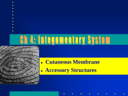    Cutaneous Membrane Accessory Structures Made up of all 4 tissue types .
