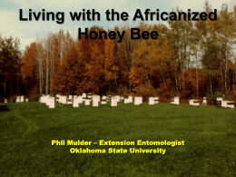 Living with the Africanized Honey Bee  Phil Mulder – Extension Entomologist Oklahoma State University.