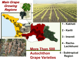 Main Grape Growing Regions  1 - Kakheti  2 - Kartli 3 - Imereti  More Than 500 Autochthon Grape Varieties  4 - RachaLechkhumi 5 - Subtropical Region.