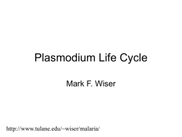 Plasmodium Life Cycle Mark F. Wiser  http://www.tulane.edu/~wiser/malaria/ MALARIA • 40% of the world’s population lives in endemic areas • 3-500 million clinical cases per year •