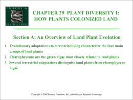 CHAPTER 29 PLANT DIVERSITY I: HOW PLANTS COLONIZED LAND Section A: An Overview of Land Plant Evolution 1.