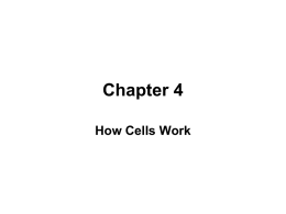 Chapter 4 How Cells Work Energy • Energy is central to life – Universal relationship between energy and work  • Ultimate energy source = SUN –