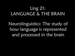 Ling 21: LANGUAGE & THE BRAIN Neurolinguistics: The study of how language is represented and processed in the brain.