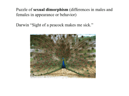 Puzzle of sexual dimorphism (differences in males and females in appearance or behavior) Darwin “Sight of a peacock makes me sick.”