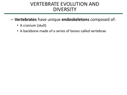 VERTEBRATE EVOLUTION AND DIVERSITY – Vertebrates have unique endoskeletons composed of: • A cranium (skull) • A backbone made of a series of bones.