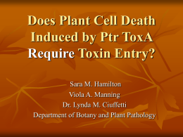 Does Plant Cell Death Induced by Ptr ToxA Require Toxin Entry? Sara M.