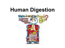 Human Digestion Nutrition •  process by which organisms obtain and utilize their food  2 Parts: • 1.