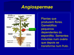 Angiospermae  Fruto  Plantas que produzem flores. Gametófitos pequenos dependentes do esporófito. Sementes incluídas num ovário que depois se transforma num fruto.