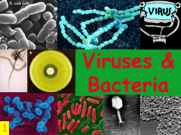 Viruses & Bacteria A virus is a nonliving particle with a simple structure. Composed of a nucleic acid (DNA or RNA) surrounded by a protein.