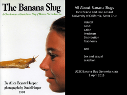 All About Banana Slugs John Pearse and Jan Leonard University of California, Santa Cruz Habitat Food Color Predators Distribution Taxonomy  and Sex and sexual selection  UCSC Banana Slug Genomics class 1 April 2015