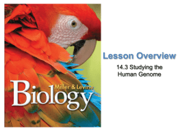 Lesson Overview  Studying the Human Genome  Lesson Overview 14.3 Studying the Human Genome Lesson Overview  Studying the Human Genome  THINK ABOUT IT Just a few decades ago,