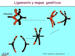 Ligamiento y mapas genéticos  Dr. Antonio Barbadilla  Tema 5: Ligamiento y mapas genéticos.