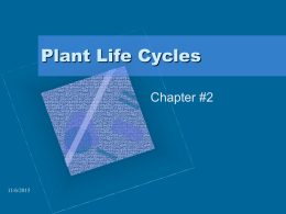 Plant Life Cycles Chapter #2  11/6/2015 What is a Life Cycle? • from the time a seed is planted seed is produced  11/6/2015  until a.