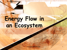 Energy Flow in an Ecosystem  copyright cmassengale Energy Flow • Energy in an ecosystem originally comes from the sun • Energy flows through Ecosystems from producers.