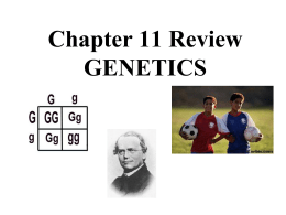 Chapter 11 Review GENETICS Heterozygous person who does not show a recessive disorder but can pass a recessive allele on to their offspring  carrier  When.