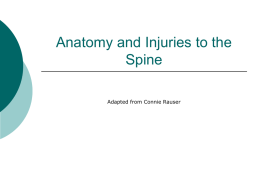Anatomy and Injuries to the Spine Adapted from Connie Rauser Function of anatomy        Protects spinal cord Holds body upright Site for muscle & ligament attachment (support.