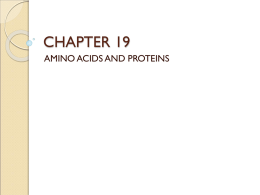 CHAPTER 19 AMINO ACIDS AND PROTEINS The Importance of Proteins…     Many functions in the body! (supportive, enzymes, hormones, antibodies…) Can be small or very.