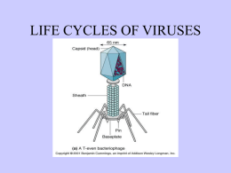 LIFE CYCLES OF VIRUSES • VIRUSES CAN EXHIBIT TWO TYPES OF LIFE CYCLES. 1.